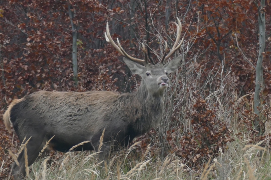 Ako sa jelen, za foto odvdacil.