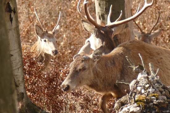 Cas hormonalnych zmien