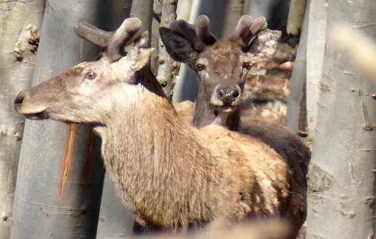 Kamosi