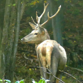 Slabučký osmoráčik