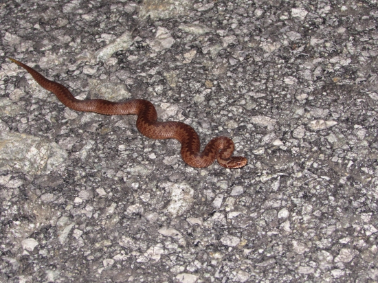 krasavica na prechadzke :)