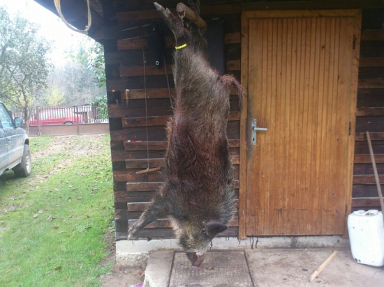 Diviak skoncil svoju pozemsku put presne na dusicky 2014