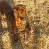 moj stvornohy kamrat