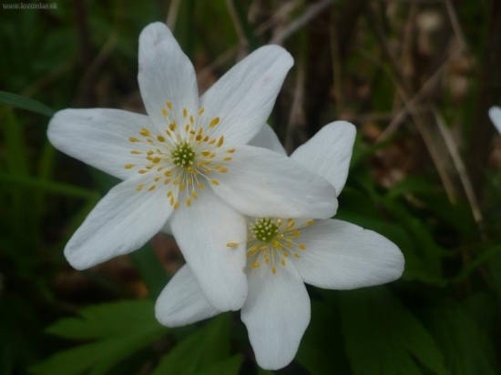 anemone nemorosa