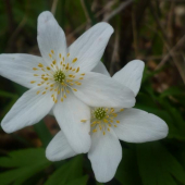 anemone nemorosa