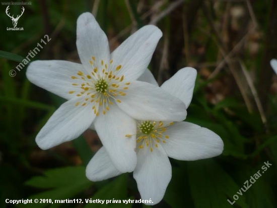 anemone nemorosa