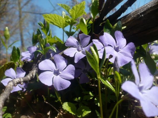 vinca minor