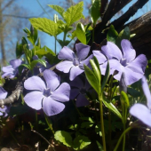 vinca minor
