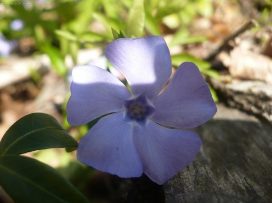 vinca minor detail
