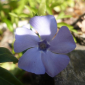 vinca minor detail