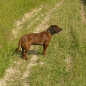 horučava
