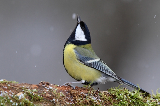 do kelu už zas sneží