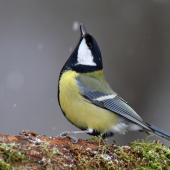 do kelu už zas sneží