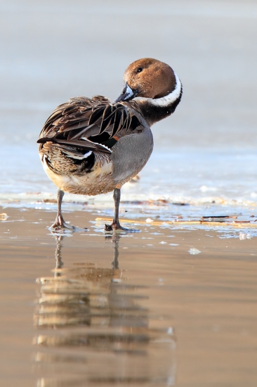 kačica ostrochvostá