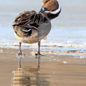 kačica ostrochvostá