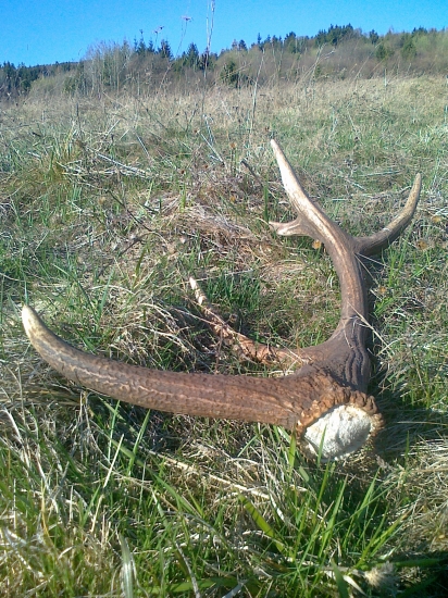 Tohto roku som už ani nedúfal :)