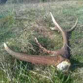 Tohto roku som už ani nedúfal :)