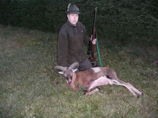 Prvý muflón