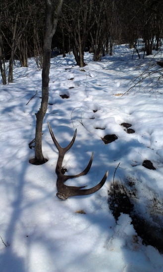 Veľkonočný parožtek 1.