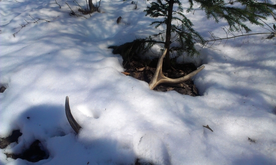 Veľkonočný parožtek 2.