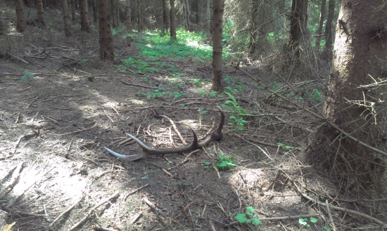 Posliedkový parožtek..