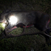 Na posliedke parožtek, na postriežke diviačik :)