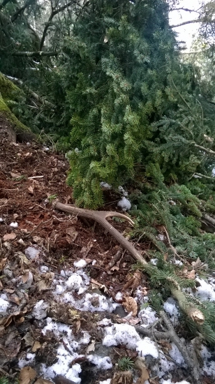 Pri spadnutej jedli..