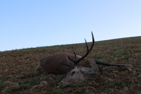 Ruja 2016, II. v. t.