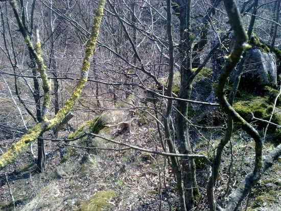 Priblizne takto ho zbadal moj kamo na jarnej prechadzke.