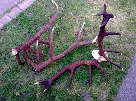 Polanska perlet a zafarbenie  - krasota,,