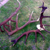 Polanska perlet a zafarbenie  - krasota,,