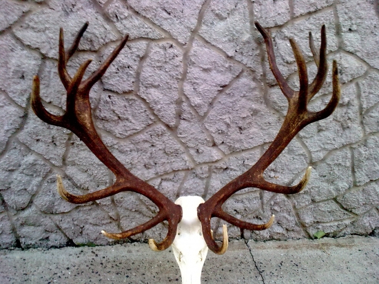 Dovoz kurierom priamo do domu z Noveho Zelandu ,, Zlato,