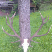 Zlaty ,, Stredne vetvy 55 cm.