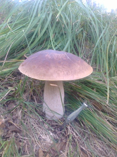 Dubačik kilovka a rybka,