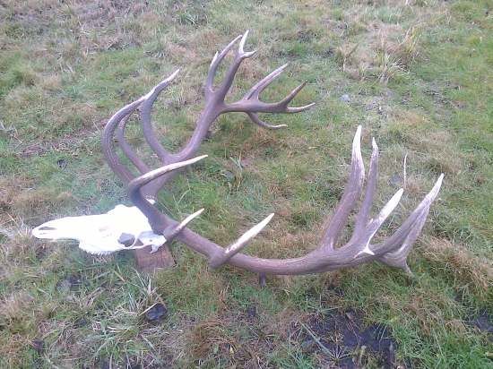 Otec priviezol z N, Zelandu