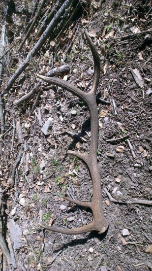 dnes sa zadarilo 10 torák váha 2,35 kg výška 93 cm