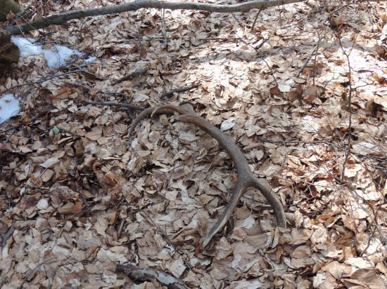 Kamarátovi sa zadarilo