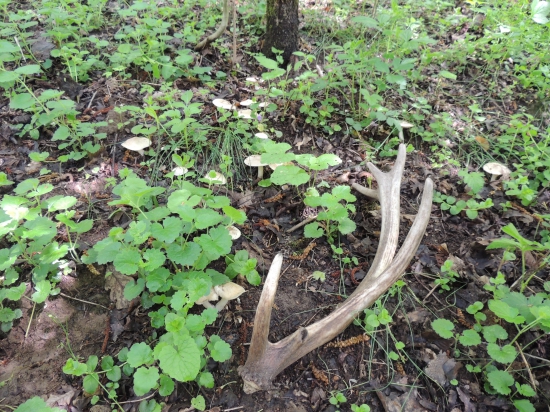 Májová Pohodička :)