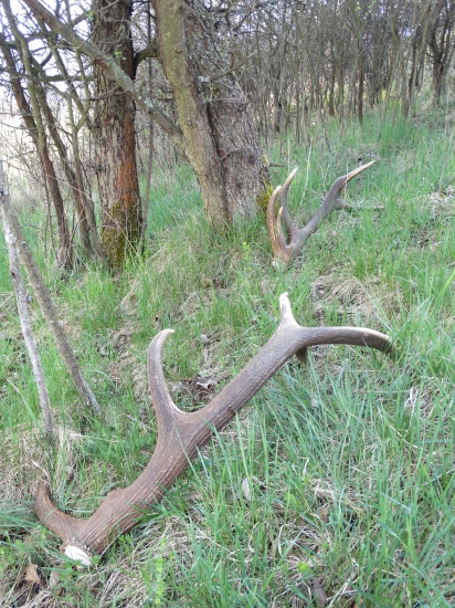 Keď podrastie trávička