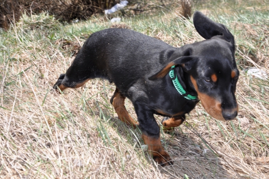 Horan z Padala dnes má tri mesiace