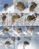 Príbeh myšky hryzky
