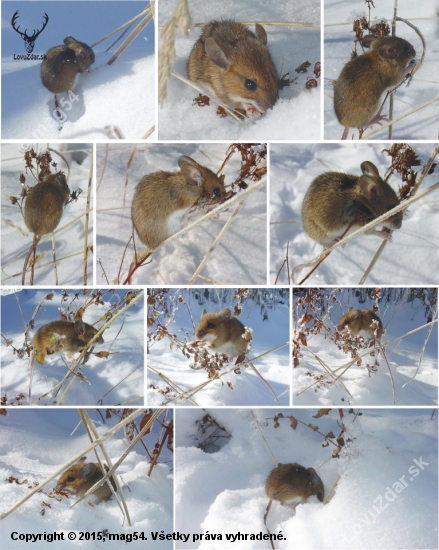 Príbeh myšky hryzky