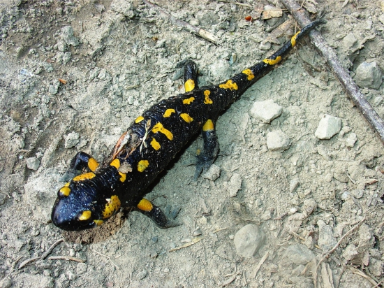 Salamandra škvrnitá