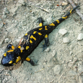 Salamandra škvrnitá