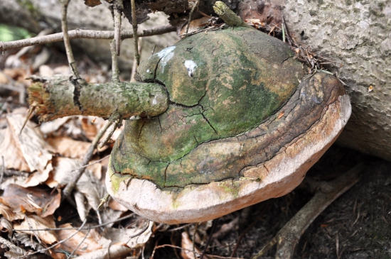 S prepichnutým srdcom