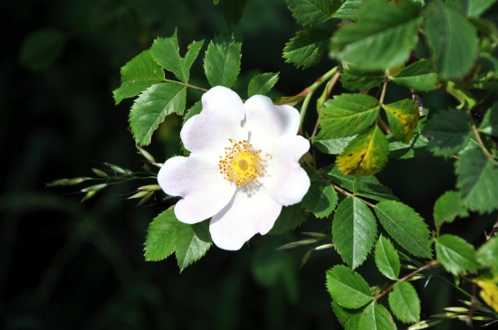 Šípová ružička, ...