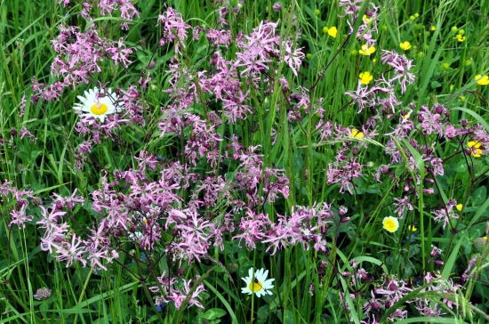 V tráve - Kukučka lúčna