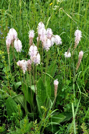 Skorocel prostredný /Plantago media/