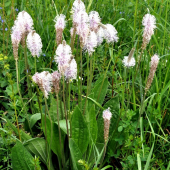Skorocel prostredný /Plantago media/