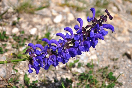 Šalvia lúčna /Salvia pratensis/